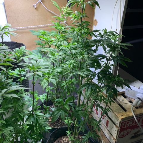 Retoños Gorilla  growlog timeline photo