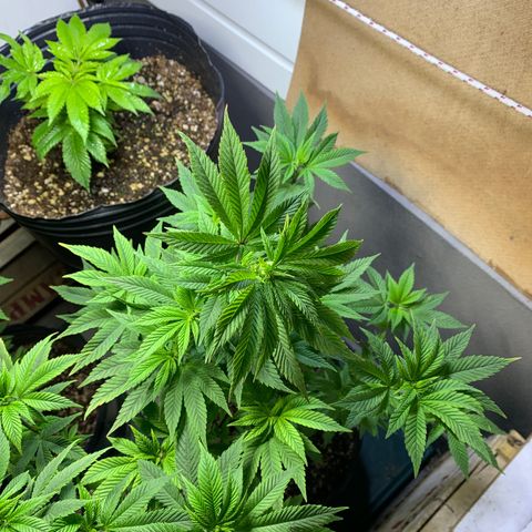 Retoños Gorilla  growlog timeline photo