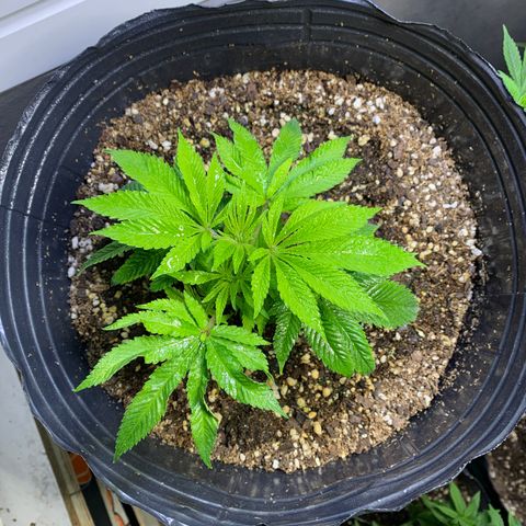 Retoños Gorilla  growlog timeline photo