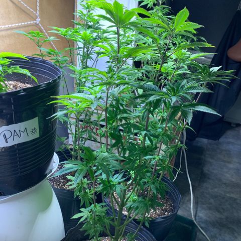 Retoños Gorilla  growlog timeline photo