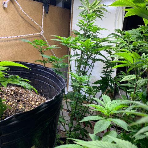 Retoños Gorilla  growlog timeline photo