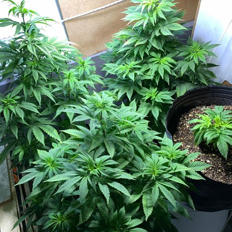 Retoños Gorilla  growlog timeline photo