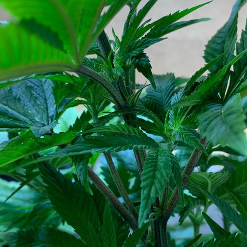 Retoños Gorilla  growlog timeline photo