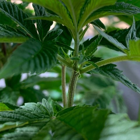 Retoños Gorilla  growlog timeline photo