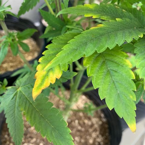 Retoños Gorilla  growlog timeline photo