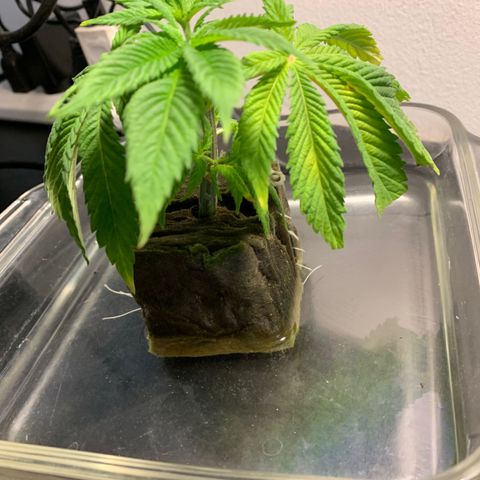 Retoños Gorilla  growlog timeline photo