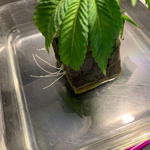 Retoños Gorilla  growlog timeline photo