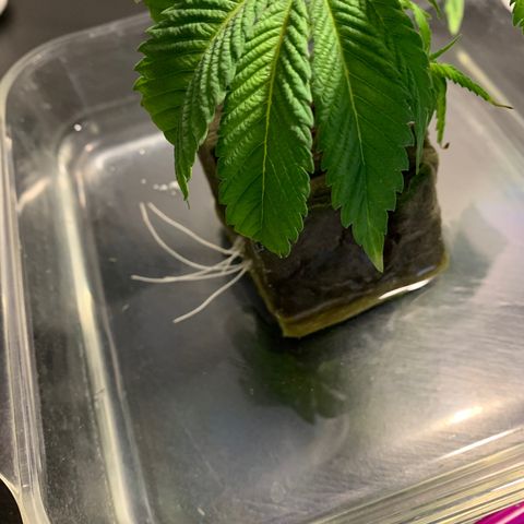 Retoños Gorilla  growlog timeline photo