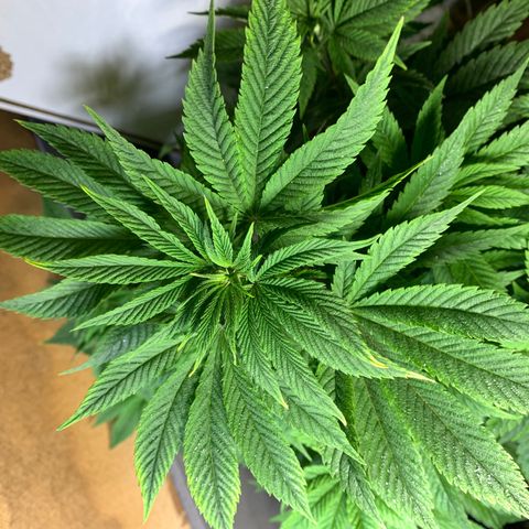 Retoños Gorilla  growlog photo: Atención al color de las puntas 