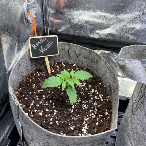 Hindu Kush Automatic growlog timeline photo