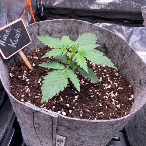 Hindu Kush Automatic growlog timeline photo