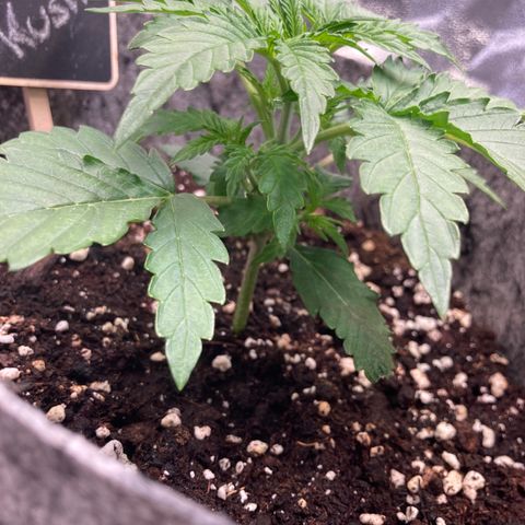 Hindu Kush Automatic growlog photo: Erste 7blätter am start