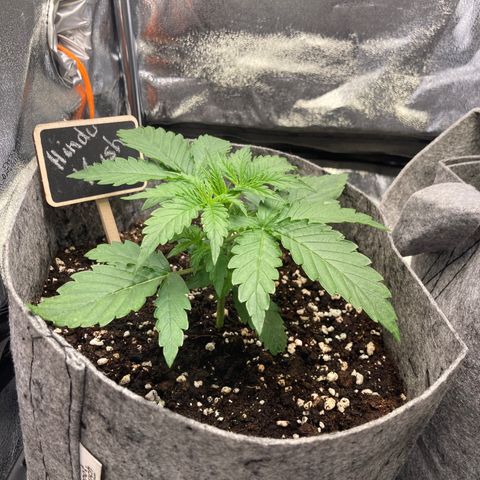 Hindu Kush Automatic growlog photo: Erste 7blätter am start