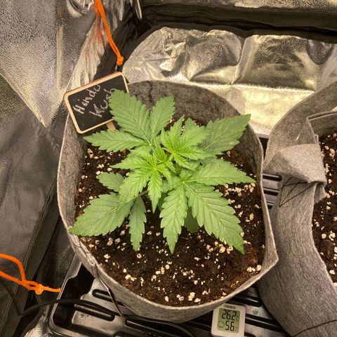 Hindu Kush Automatic growlog photo: Erste 7blätter am start