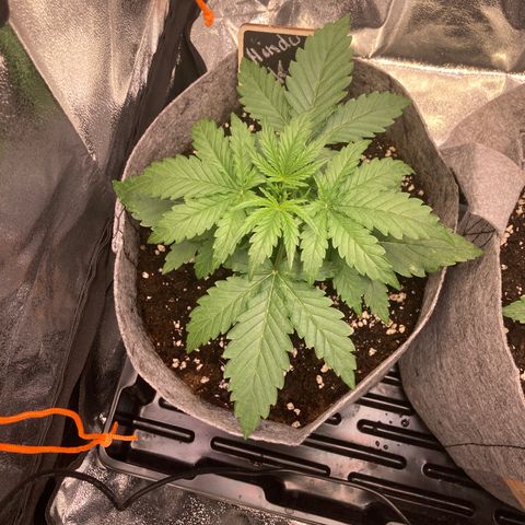 Hindu Kush Automatic growlog timeline photo