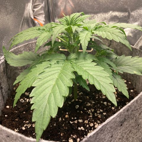 Hindu Kush Automatic growlog timeline photo