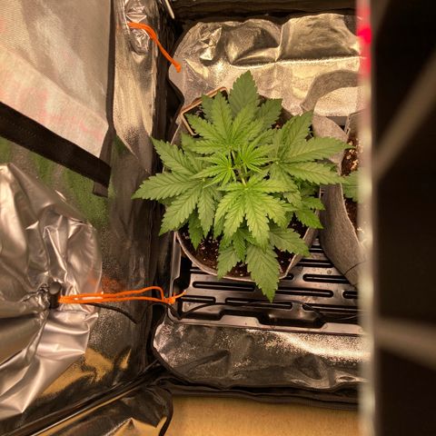 Hindu Kush Automatic growlog photo: Vorblüte könnte beginnen
Erstes 9blatt am kommen
Buschig
Fingerblattspitzen weiterhin hochgerunzelt (temp auf 26grad tagsüber reduziert, lichthöhe rejustiert auf 42cm bei 60% sanlight evo 3-60
