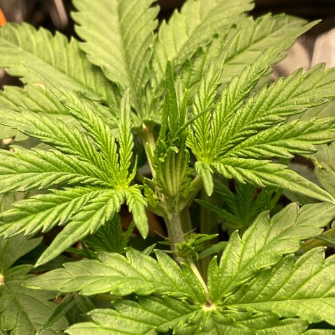 Hindu Kush Automatic growlog photo: Vorblüte könnte beginnen
Erstes 9blatt am kommen
Buschig
Fingerblattspitzen weiterhin hochgerunzelt (temp auf 26grad tagsüber reduziert, lichthöhe rejustiert auf 42cm bei 60% sanlight evo 3-60