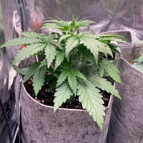 Hindu Kush Automatic growlog photo: Vorblüte könnte beginnen
Erstes 9blatt am kommen
Buschig
Fingerblattspitzen weiterhin hochgerunzelt (temp auf 26grad tagsüber reduziert, lichthöhe rejustiert auf 42cm bei 60% sanlight evo 3-60