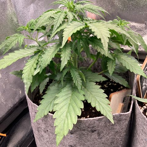 Hindu Kush Automatic growlog photo: Immer noch gewellte blätter mit blattspitzen oben, 