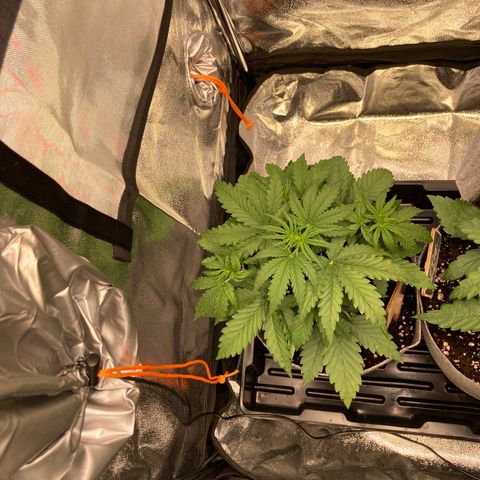 Hindu Kush Automatic growlog photo: Immer noch gewellte blätter mit blattspitzen oben, 