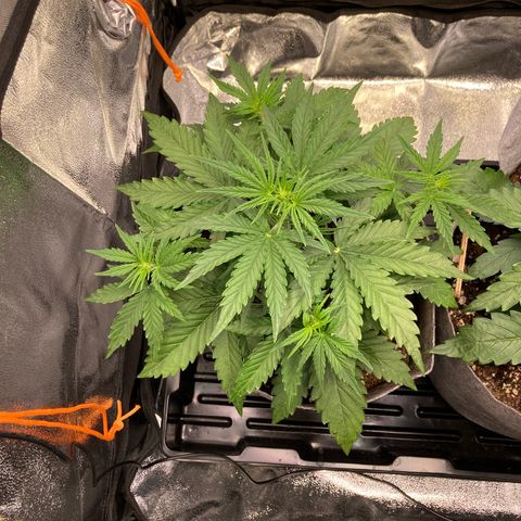Hindu Kush Automatic growlog photo: Beginnt die blüte?