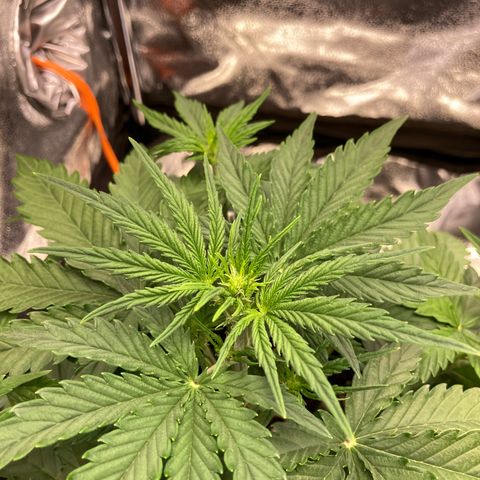 Hindu Kush Automatic growlog photo: Beginnt die blüte?