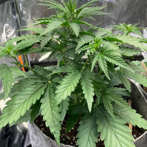 Hindu Kush Automatic growlog photo: Beginnt die blüte?