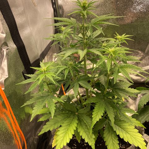 Hindu Kush Automatic growlog timeline photo