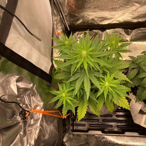 Hindu Kush Automatic growlog timeline photo