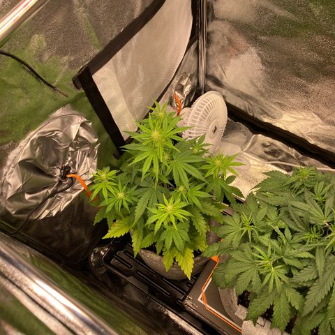 Hindu Kush Automatic growlog photo: Mit marvins urin gedüngt 