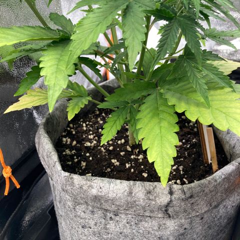 Hindu Kush Automatic growlog photo: Mit marvins urin gedüngt 