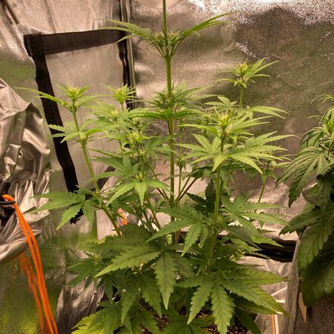 Hindu Kush Automatic growlog photo: Ich denke der urin wirkt! Blattgrün kommt zurück, rote stängel sind wieder weniger