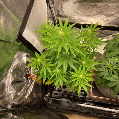 Hindu Kush Automatic growlog photo: Ich denke der urin wirkt! Blattgrün kommt zurück, rote stängel sind wieder weniger