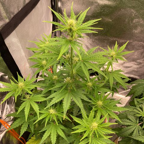 Hindu Kush Automatic growlog photo: Ich denke der urin wirkt! Blattgrün kommt zurück, rote stängel sind wieder weniger
