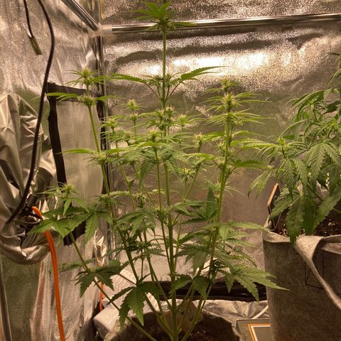 Hindu Kush Automatic growlog photo: Lollipop 
