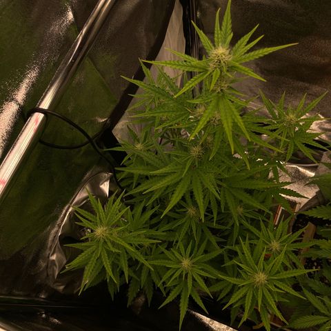 Hindu Kush Automatic growlog timeline photo