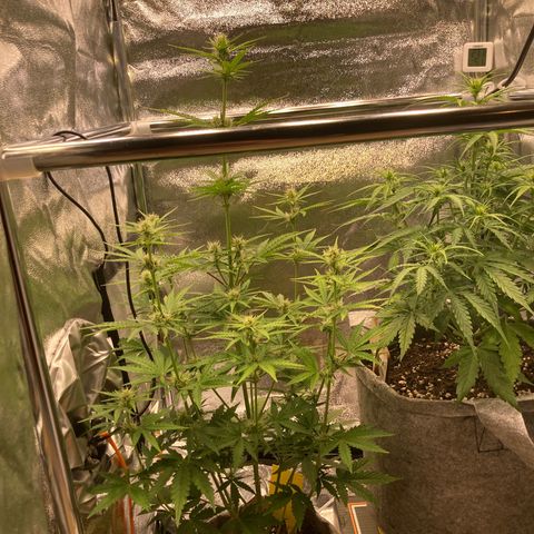 Hindu Kush Automatic growlog timeline photo