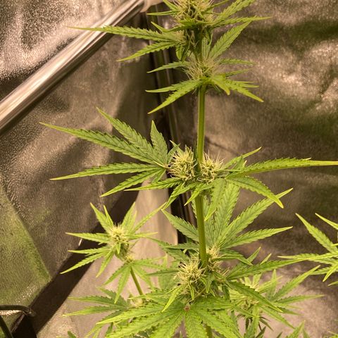 Hindu Kush Automatic growlog timeline photo