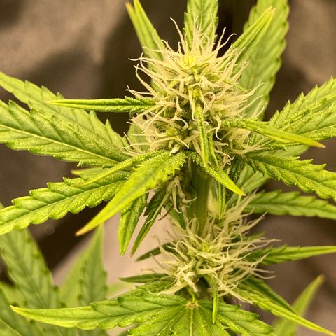 Hindu Kush Automatic growlog timeline photo