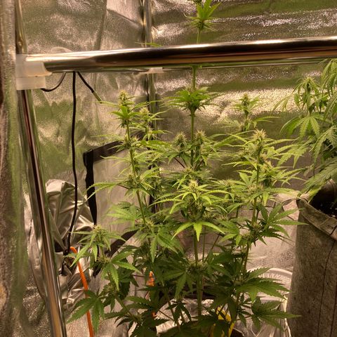 Hindu Kush Automatic growlog photo: Überdüngt, rote stängel, trichomproduktion, trauermücken 