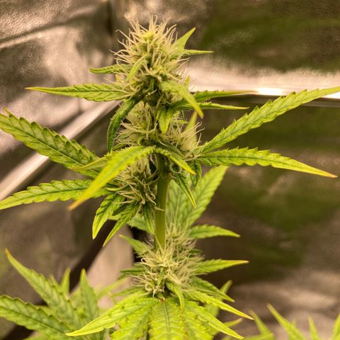 Hindu Kush Automatic growlog photo: Überdüngt, rote stängel, trichomproduktion, trauermücken 