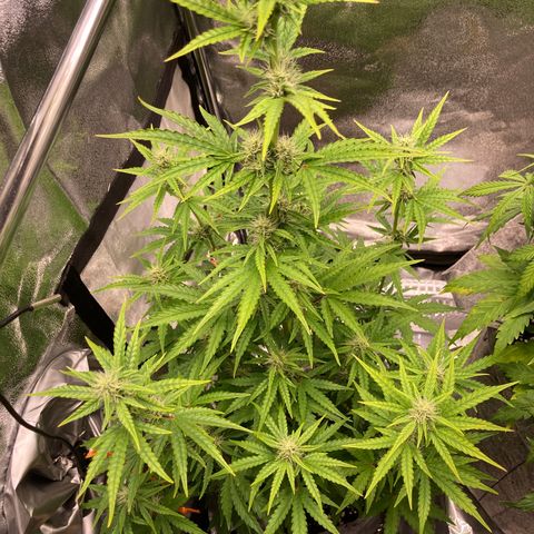 Hindu Kush Automatic growlog photo: Überdüngt, rote stängel, trichomproduktion, trauermücken 