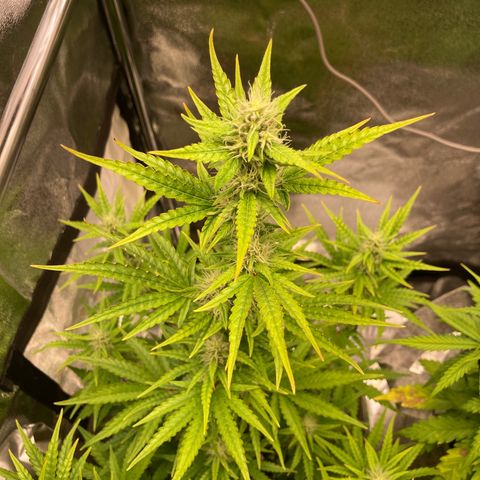 Hindu Kush Automatic growlog photo: Gekräuselte spitzen nach oben gestreckte fingerblätter/ licht über 40cm erhöht
Glühend rote stängel teil. Blaue blätter, phosphormangel, nährstoffsperre, stress