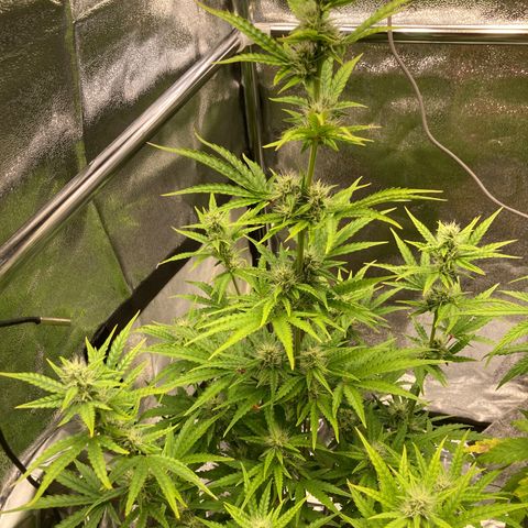 Hindu Kush Automatic growlog timeline photo