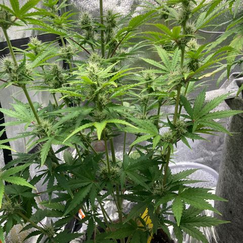 Hindu Kush Automatic growlog photo: Gekräuselte spitzen nach oben gestreckte fingerblätter/ licht über 40cm erhöht
Glühend rote stängel teil. Blaue blätter, phosphormangel, nährstoffsperre, stress