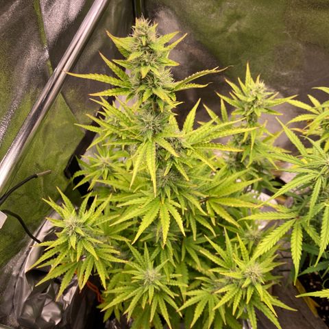 Hindu Kush Automatic growlog photo: Fuuuuuuck