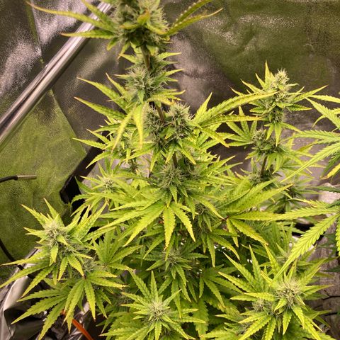 Hindu Kush Automatic growlog photo: Fuuuuuuck
