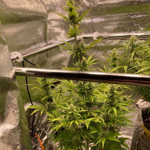 Hindu Kush Automatic growlog photo: Fuuuuuuck