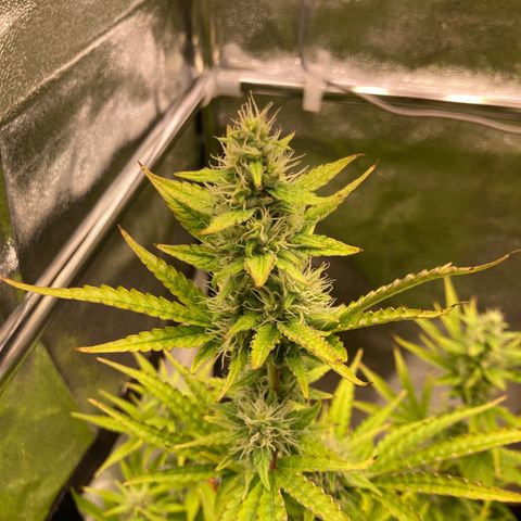 Hindu Kush Automatic growlog photo: Fuuuuuuck